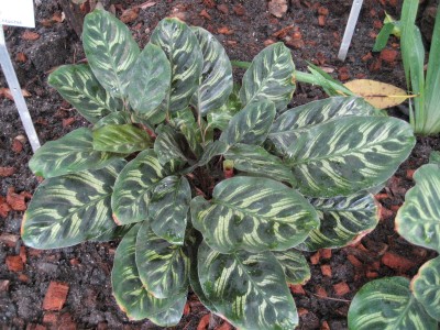 calathea.jpg
