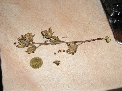 P1010005.jpg