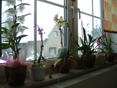 DSC03394.JPG