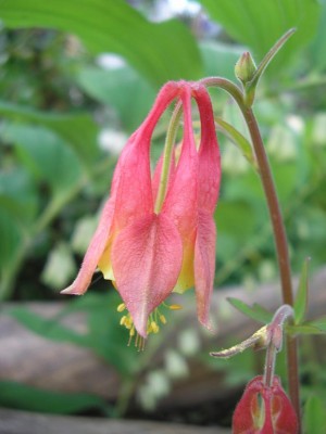 canadensis1.JPG