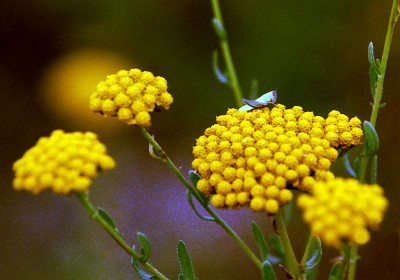 Blume 1 (Medium).jpg
