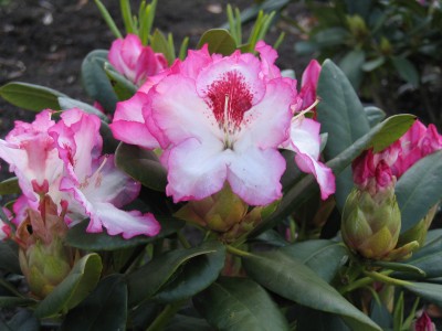 Blütenbilder teil 3 022.jpg