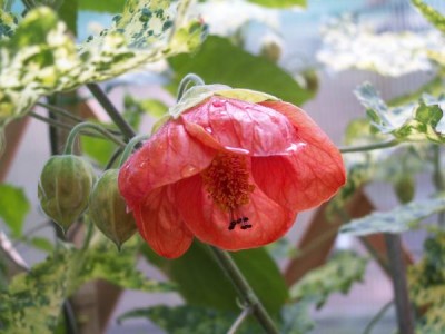 Abu orange panaschierte Blätter.jpg