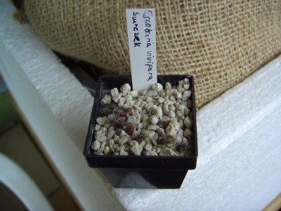 Aussaatwettbewerb 2009    17.2.09.jpg