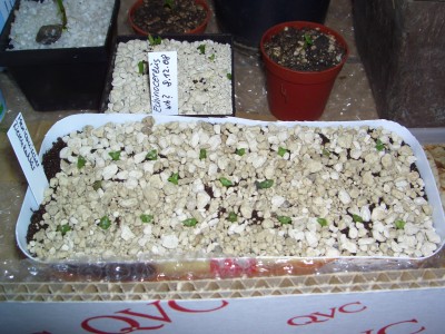 Aussaatwettbewerb 2009    17.2.09 012.jpg