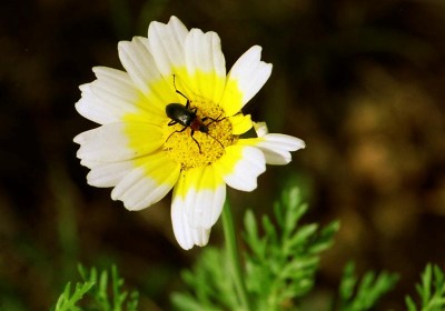 Blume, Algarve 3 (Medium).jpg