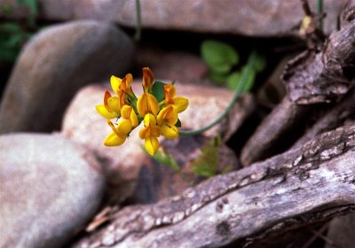 Blume (Medium).jpg