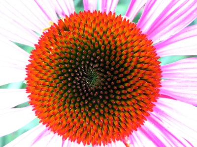 echinacea6834.jpg