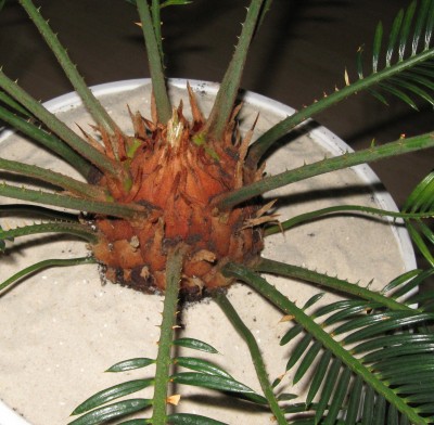Palmfarn.jpg