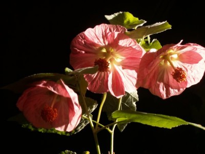 Abutilon Rosa Ballerina 3.jpg
