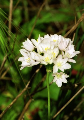 Blume, Algarve 22.jpg