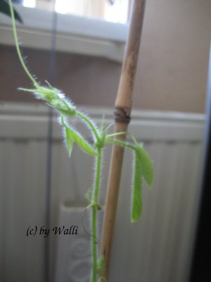 Passi Menispermifolia var.rosea 09.JPG