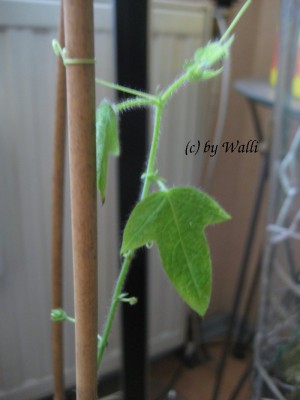 Passi Menispermifolia var.rosea1- 09.JPG