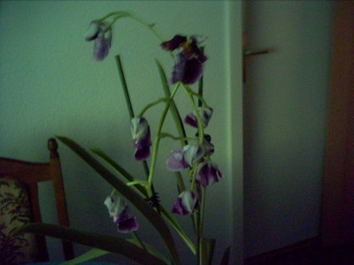 PICT0005.JPG