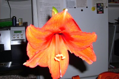 DSCI0093.JPG