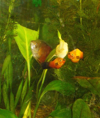 Aquarium 024.JPG