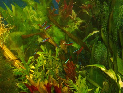 Aquarium 016.JPG