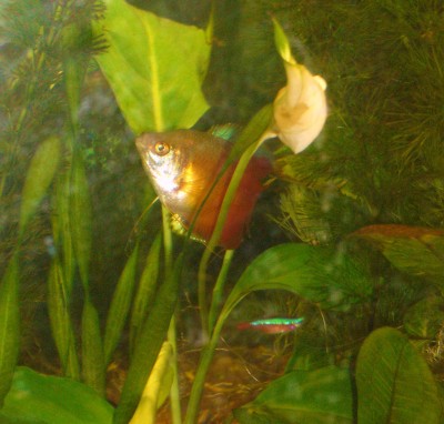 Aquarium 026.JPG