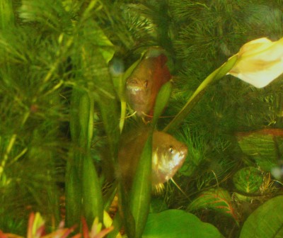 Aquarium 025.JPG