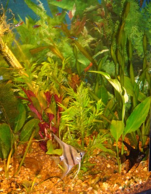 Aquarium 021.JPG