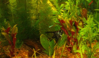 Aquarium 015.JPG