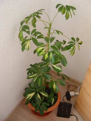 DSC03402.JPG