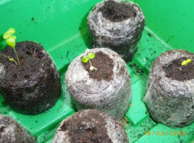 Feige 19.02.2009.JPG