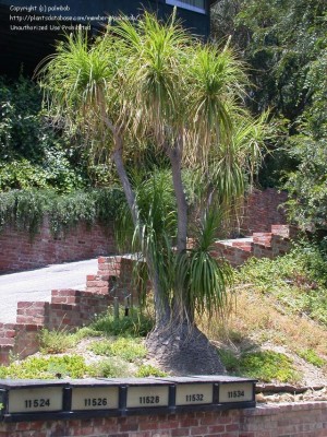 _Beaucarnea recurvata.jpg