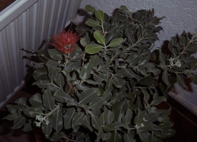 Metrosideros excelsa.jpg
