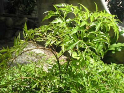 Polyscias fruticosa.JPG