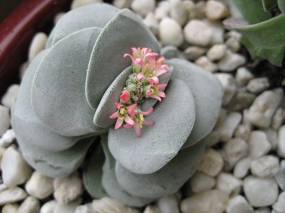 crassula morgans beauty.jpg