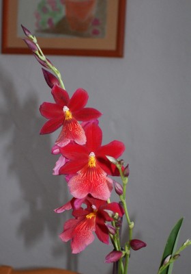 Odontoglossum Nelly_Blüten.JPG