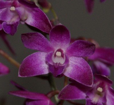 Dendrobium Berry Oda- Blüte.JPG