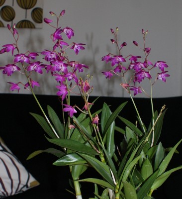 Dendrobium Berry Oda.JPG