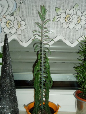 Kalanchoe serrata.JPG
