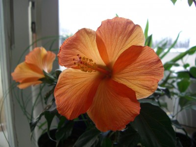 CIMG0065_2.JPG