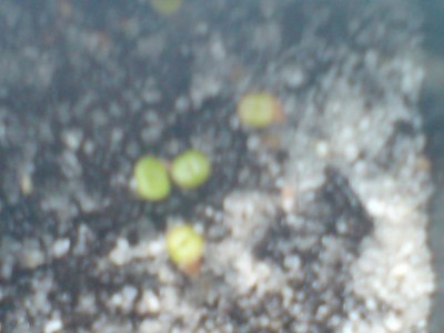 DSC00246.JPG