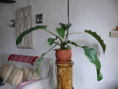 tacca-1.JPG