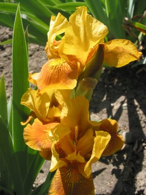 Nr.13,57!Name Golden Ruby(halbhohe).jpg