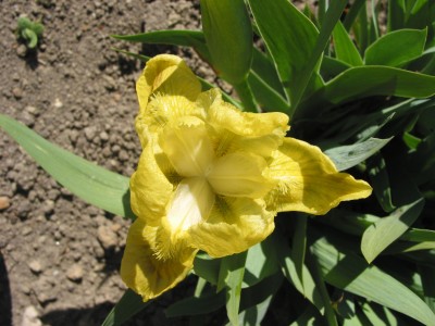 Nr.56,58,59,61,63,66  Name.Pagan Butterfly(Zwerg).jpg