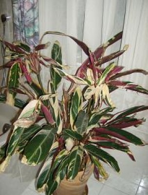 Calathea_triostar.jpg