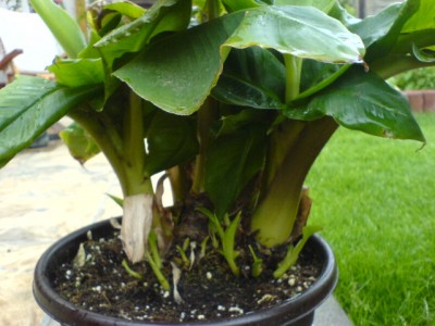 Passiblüten2007 002.jpg