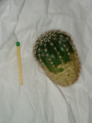 P1010006.JPG