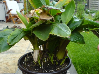 Passiblüten2007 001.jpg