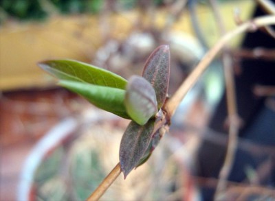 Geißblatt_Goldgeißblatt_Lonicera tellmanniana_web.jpg