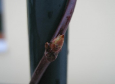 Blaugurkenwein_Fingerblättrige Klettergurke  Schokoladenwein Akebia quinata_web.jpg