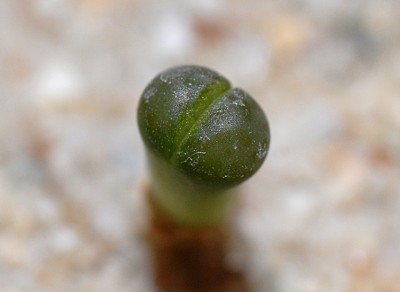 DSC_1088g.jpg