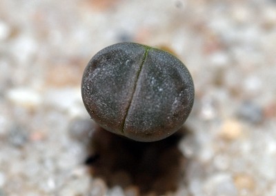 DSC_1079g.jpg