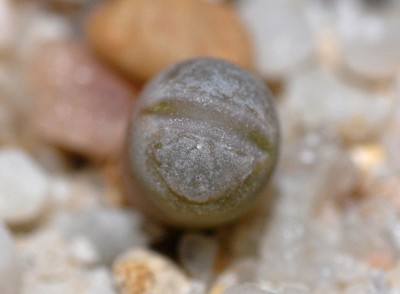 DSC_1055g.jpg
