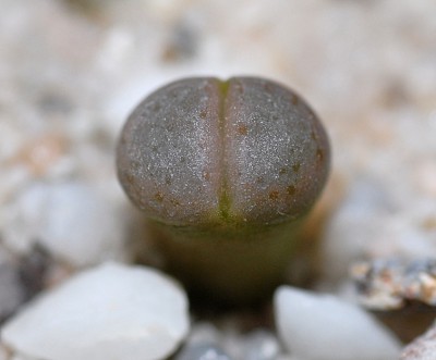 DSC_1051g.jpg